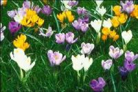 Foto: Krokussen