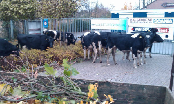 Foto: Bonte dames op bezoek