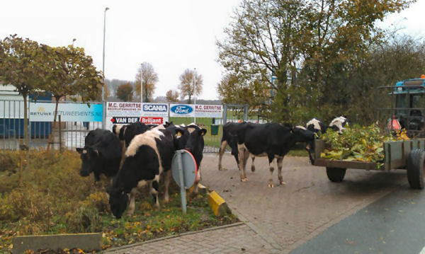 Foto: Bonte dames op bezoek